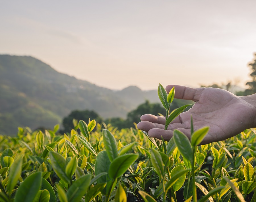 01_PVL_tea-garden-farmers-or-worker-wearing-dresser-work-2025-03-16-00-59-15-CROP_900px