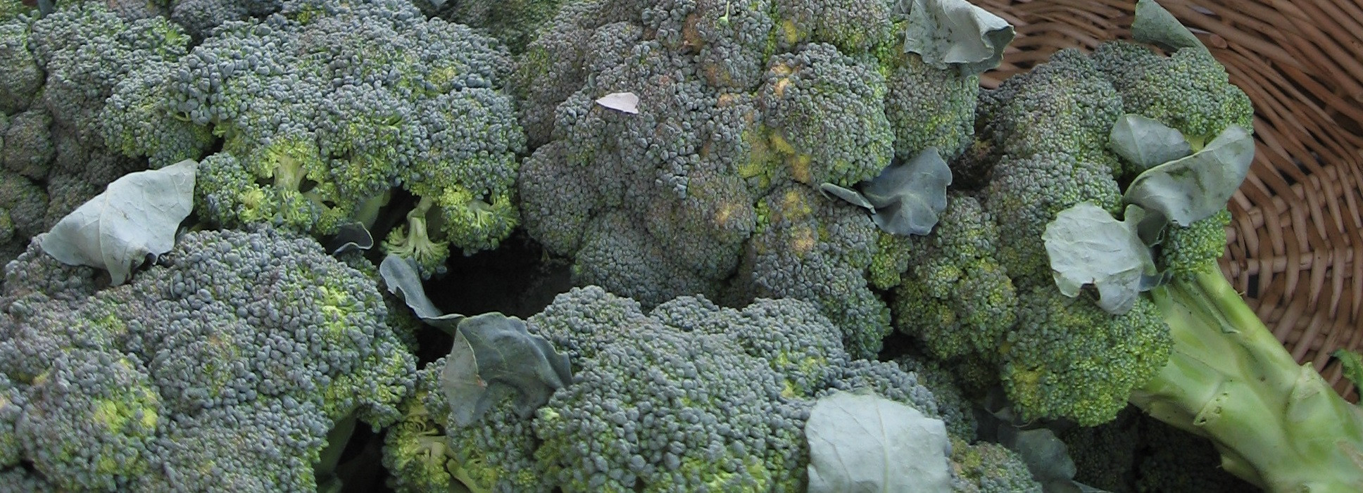 04_Fall_broccoli_CROPthin